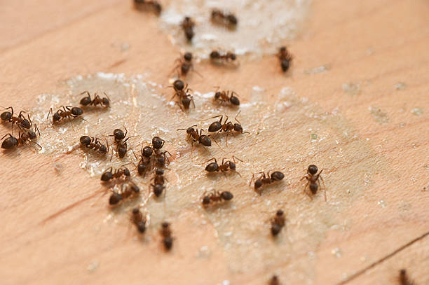Best Pest Control Near Me  in Oblong, IL